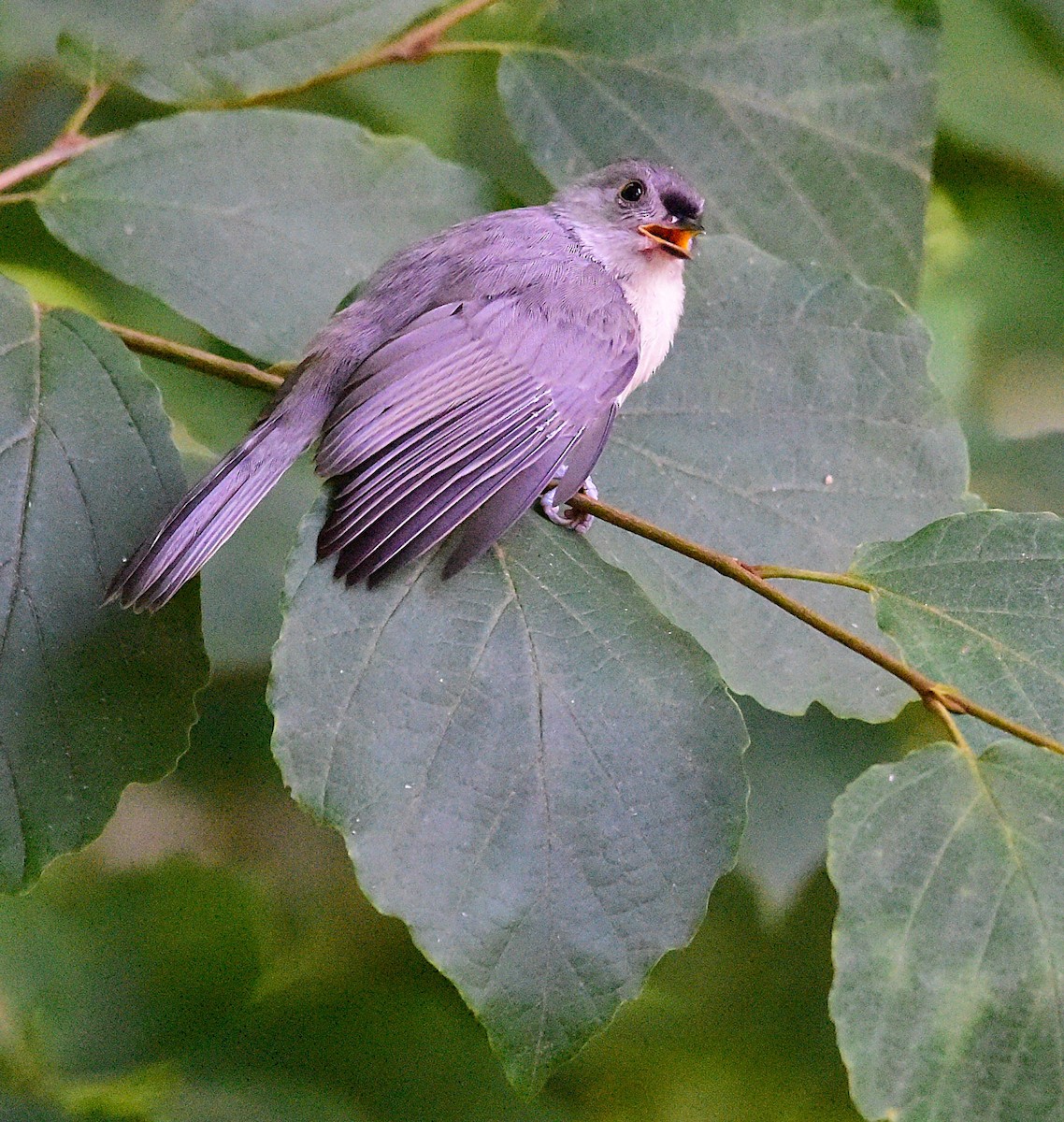Tufted Titmouse - ML638286101
