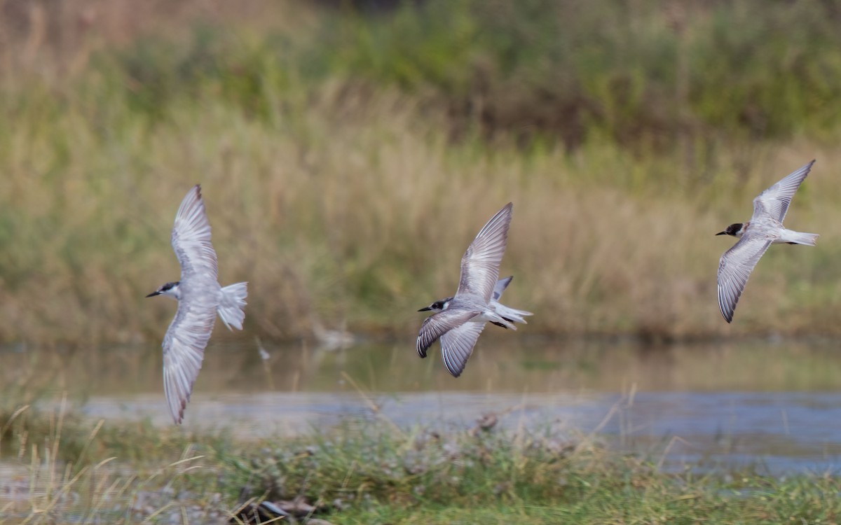 Whiskered Tern - ML638286104