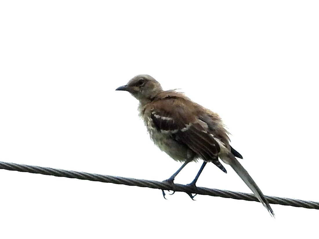 Northern Mockingbird - ML638286106