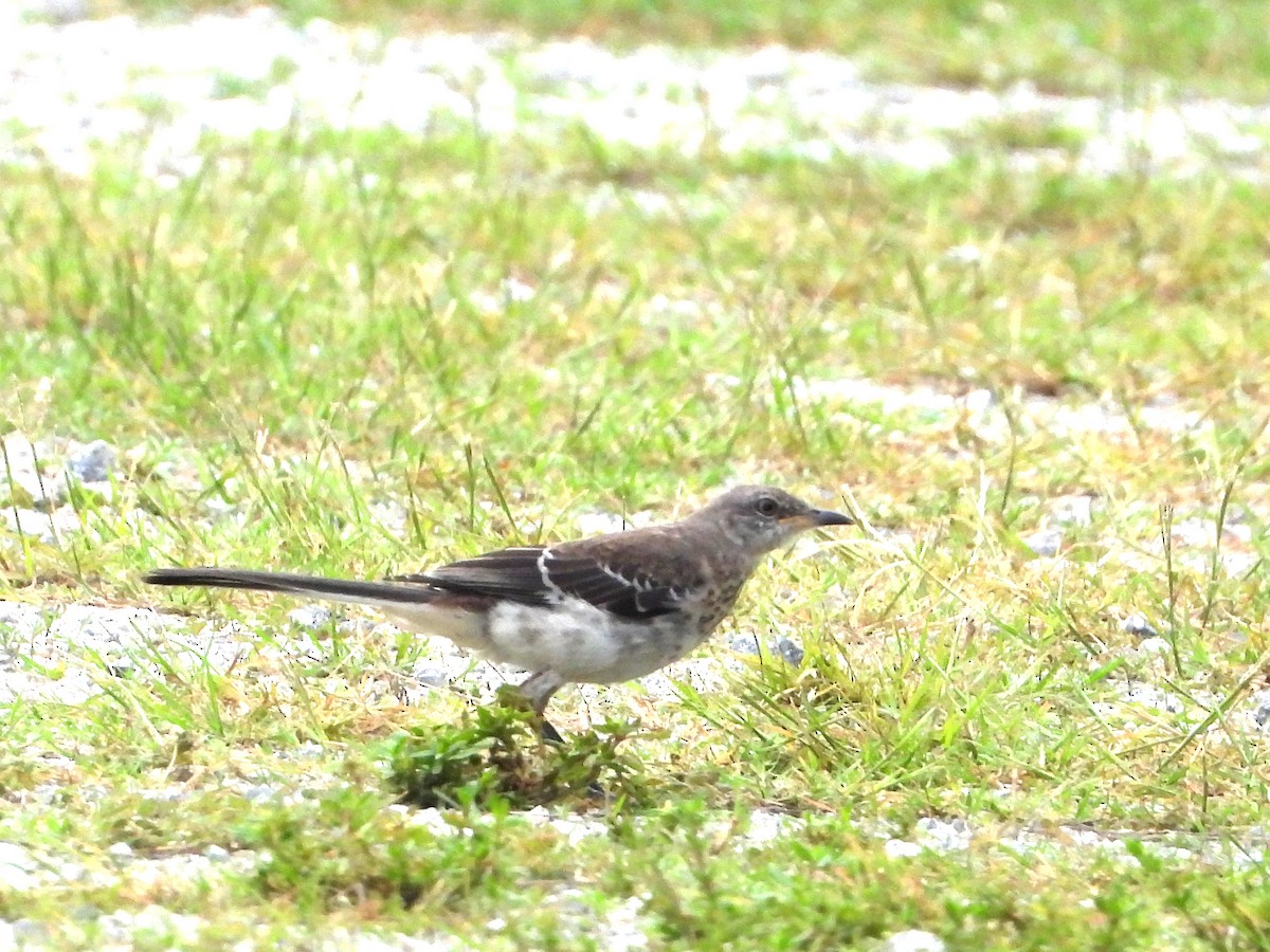 Northern Mockingbird - ML638286107