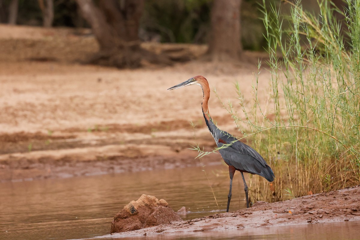 Goliath Heron - ML638286110