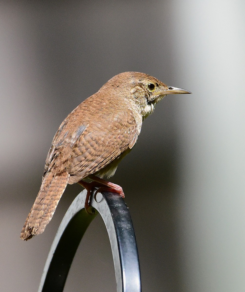 Northern House Wren - ML638286114