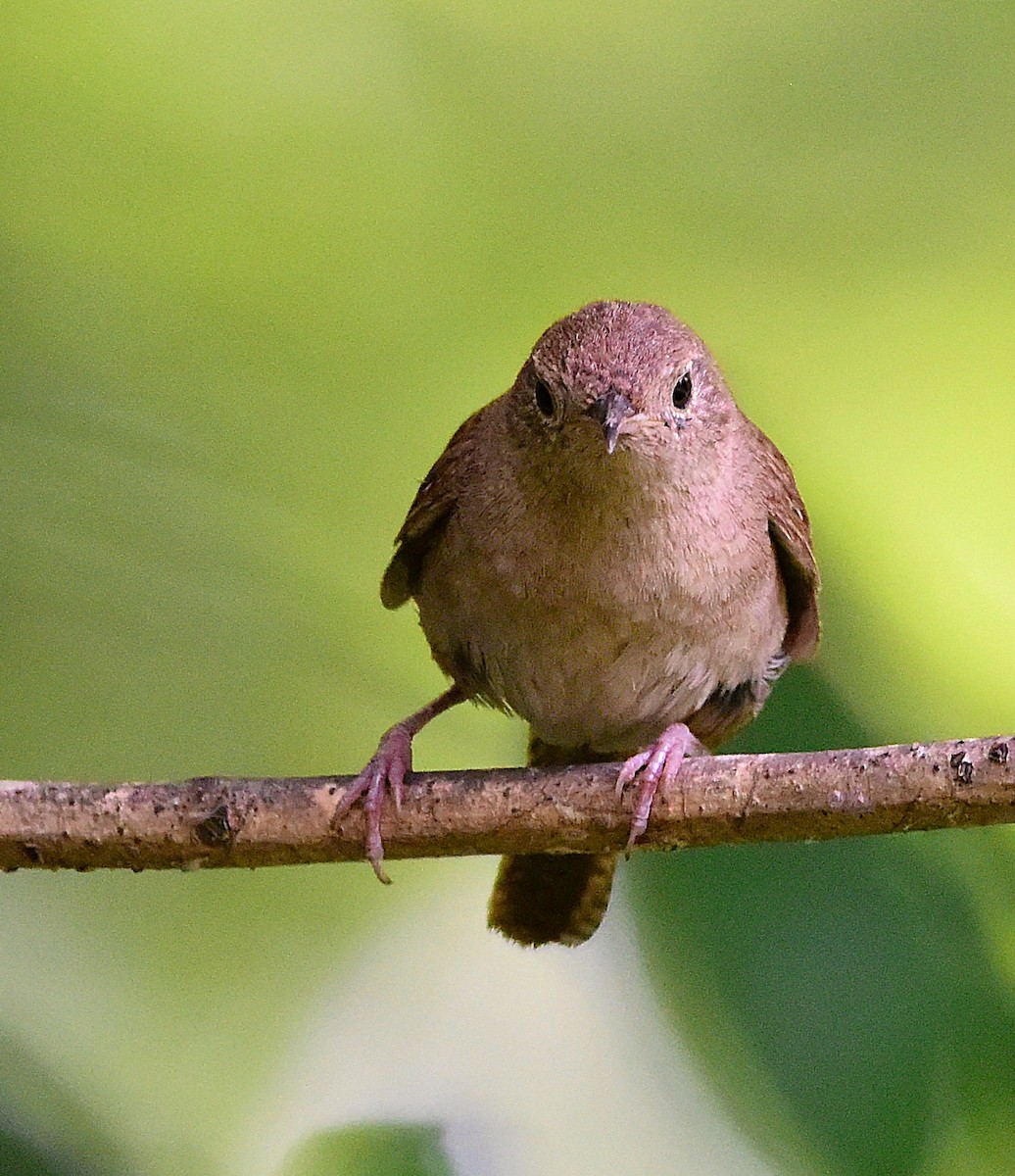 Northern House Wren - ML638286116