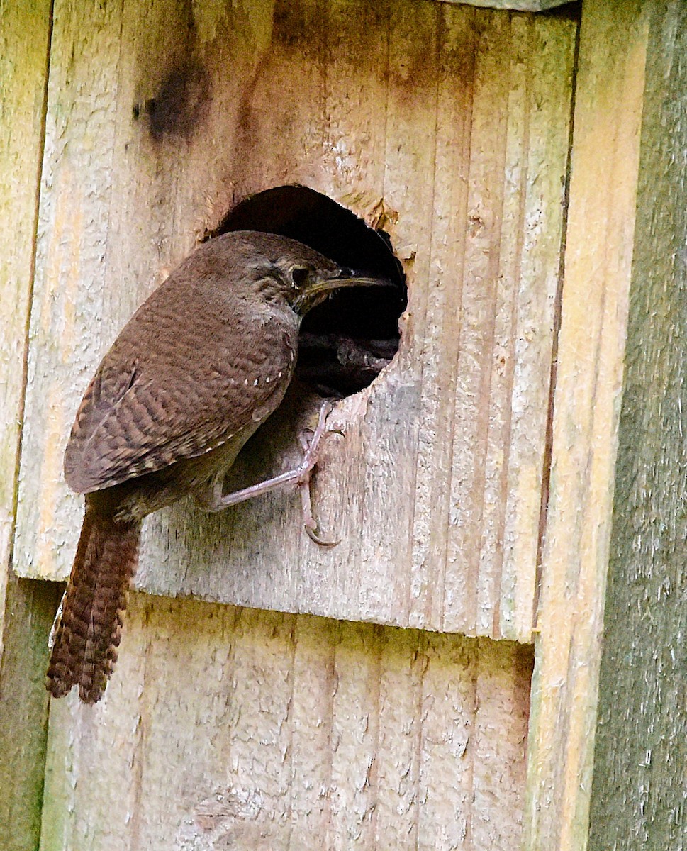 Northern House Wren - ML638286117