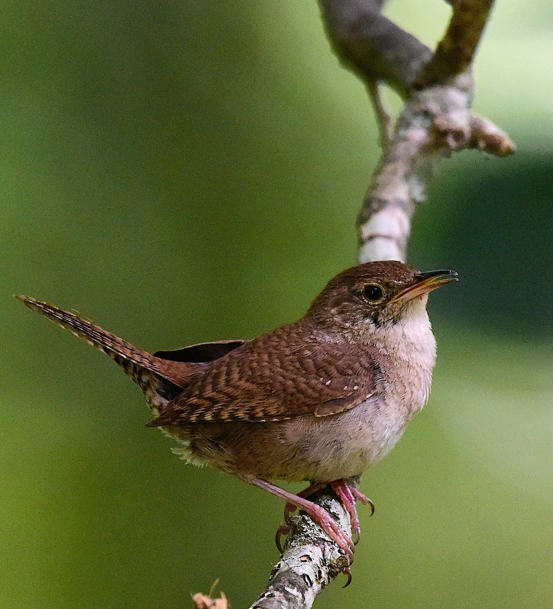 Northern House Wren - ML638286118