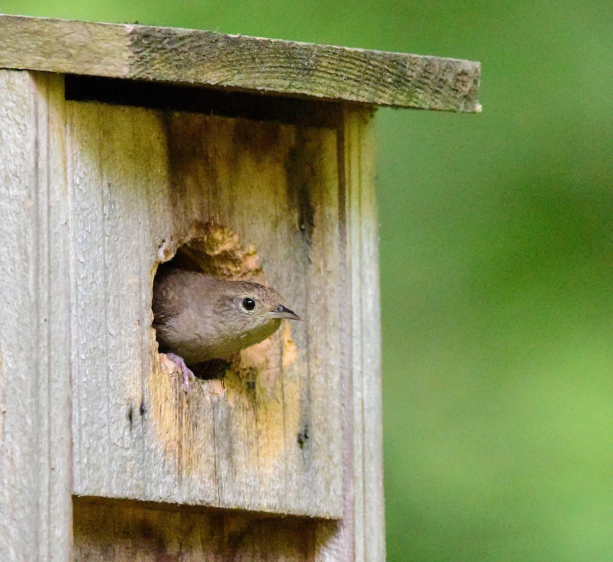 Northern House Wren - ML638286119