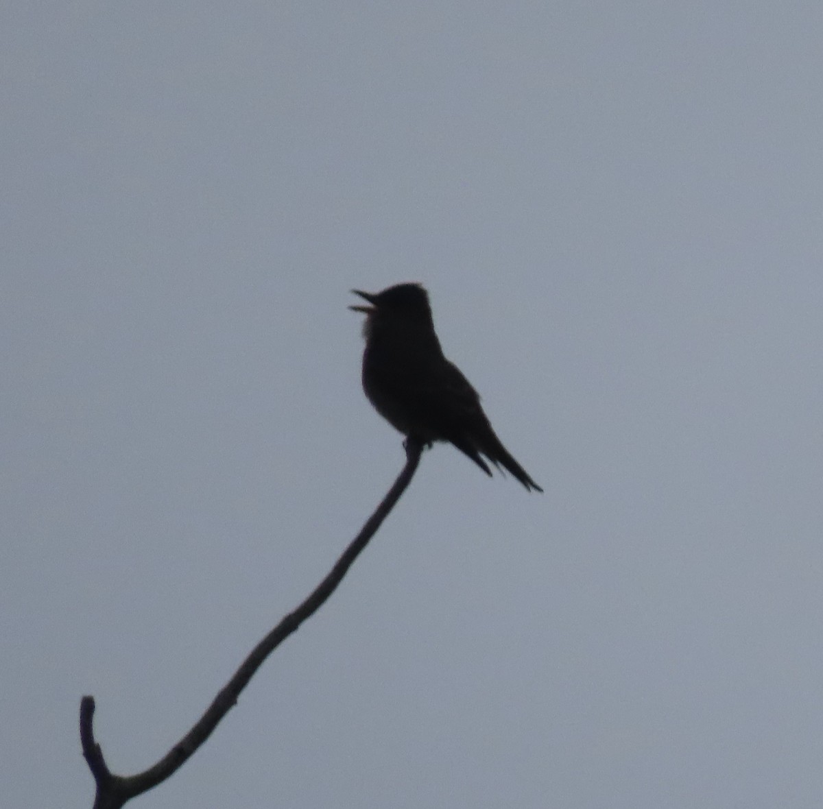 Olive-sided Flycatcher - ML638286122
