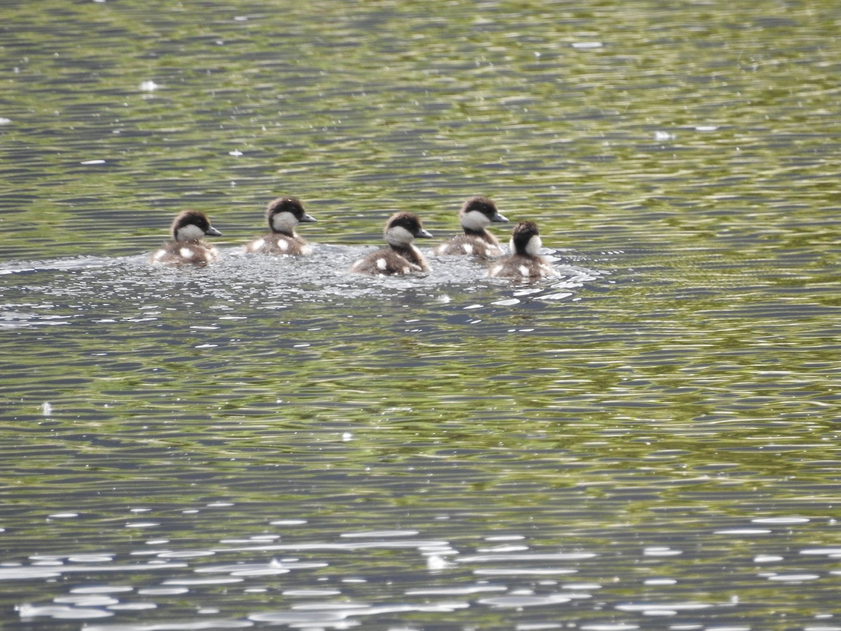 Bufflehead - ML638286123
