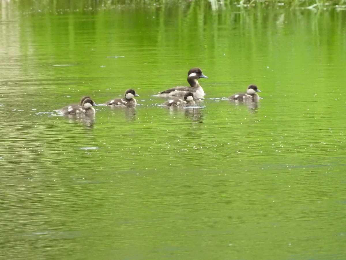Bufflehead - ML638286124
