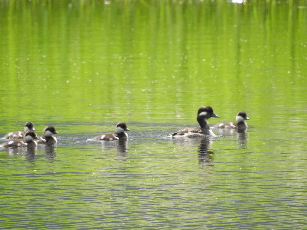 Bufflehead - ML638286126