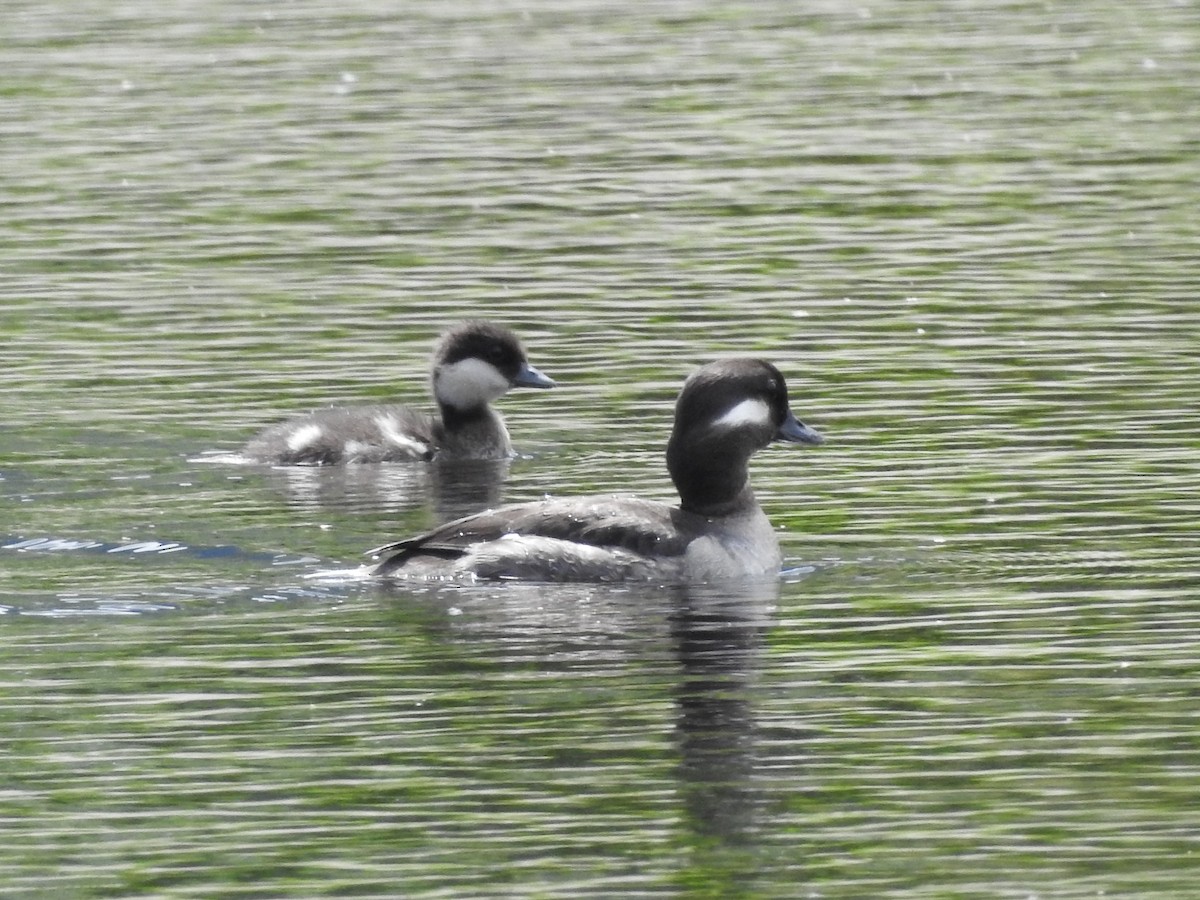 Bufflehead - ML638286127
