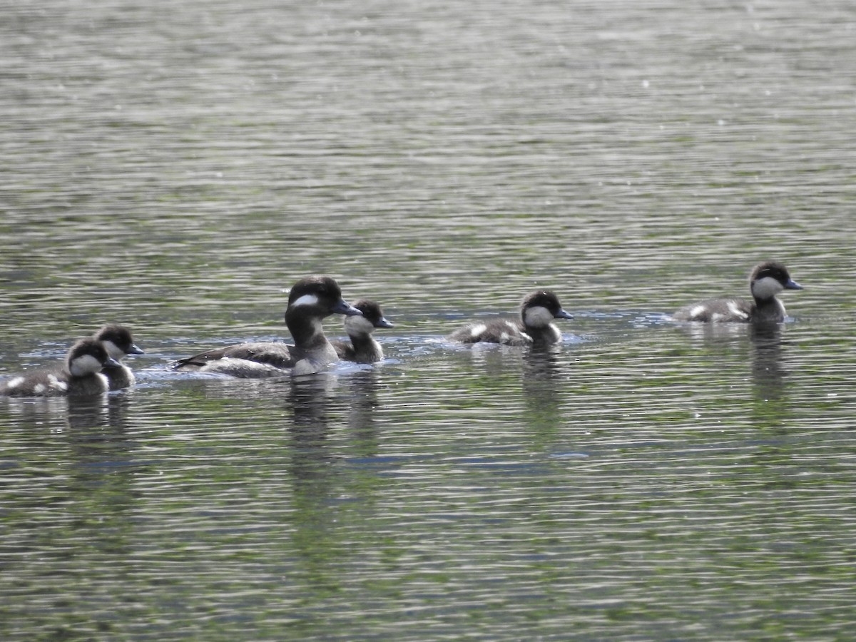Bufflehead - ML638286128