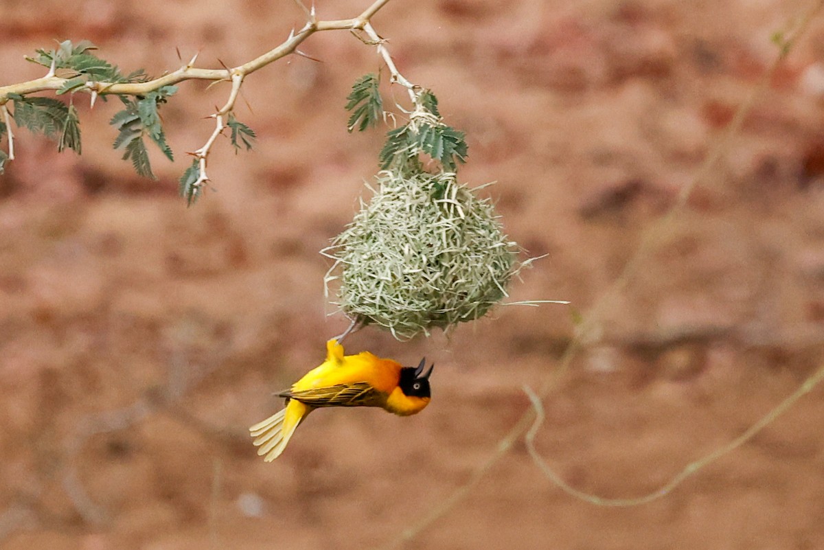Lesser Masked-Weaver - ML638286130