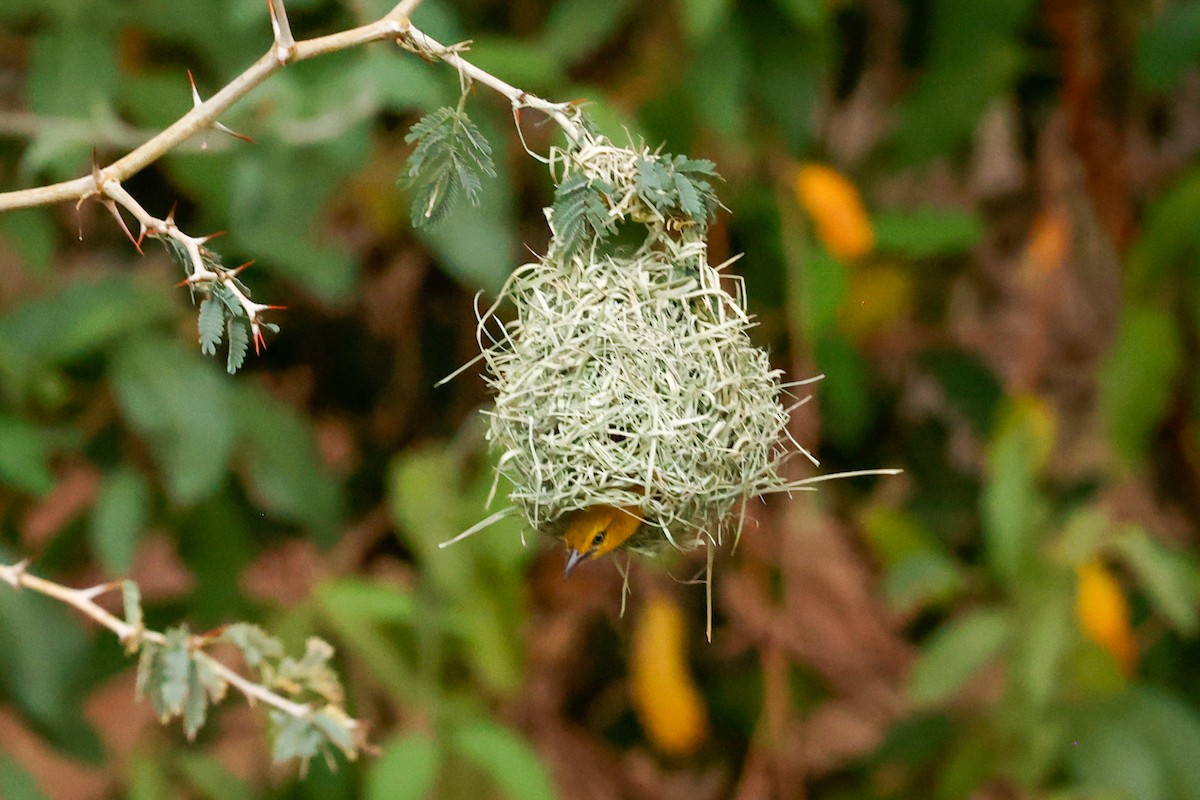 Lesser Masked-Weaver - ML638286132