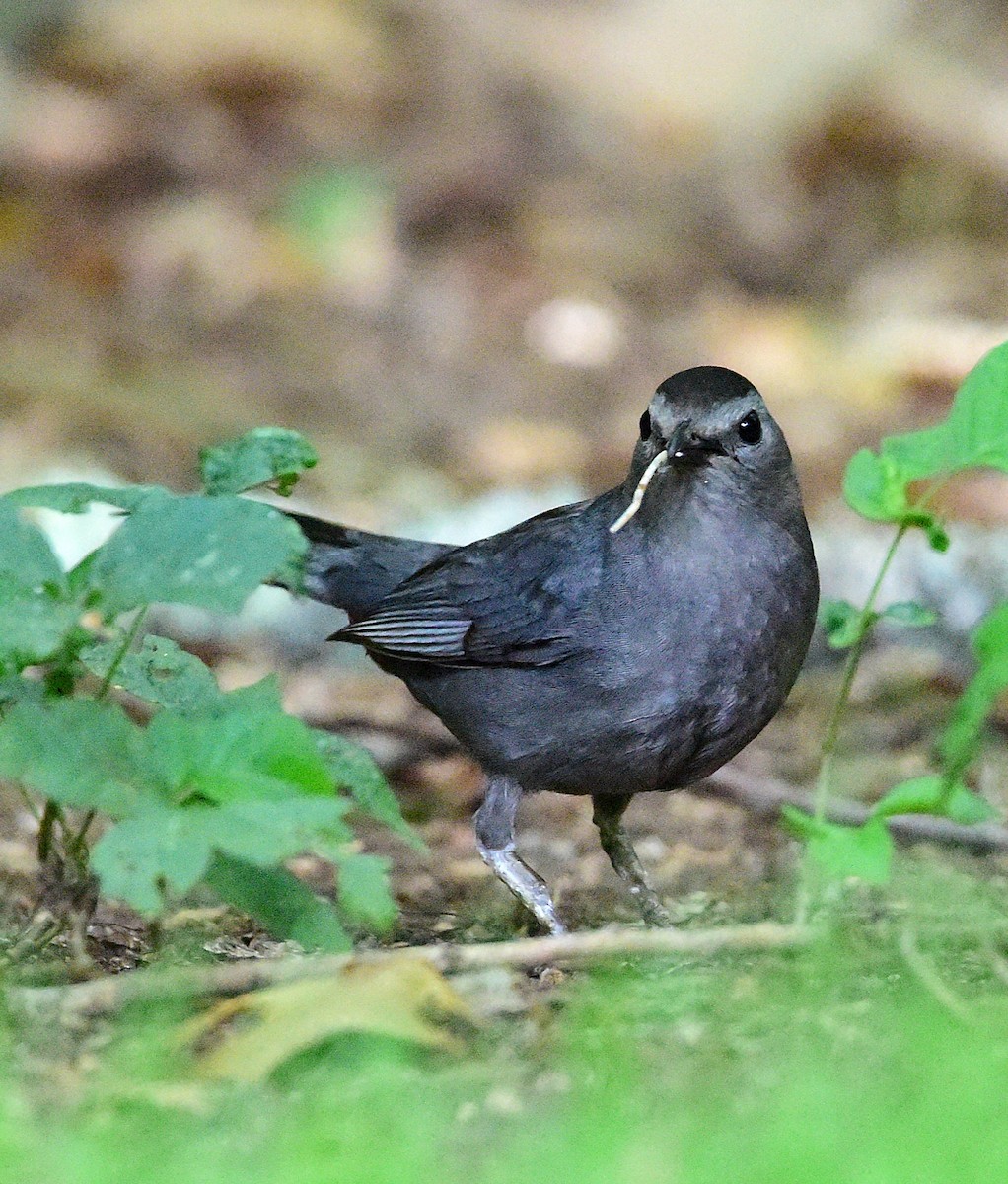 Gray Catbird - ML638286135