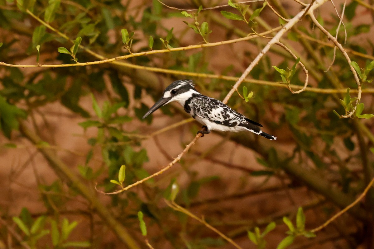 Pied Kingfisher - ML638286137
