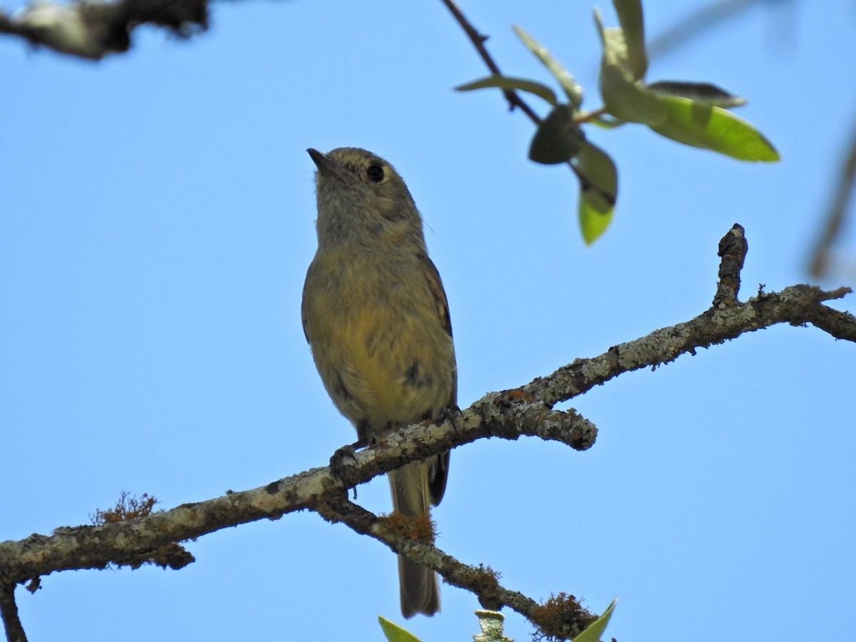 Hutton's Vireo - ML638286138