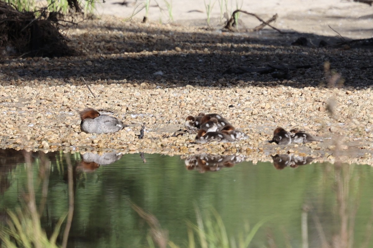 Common Merganser - ML638286147