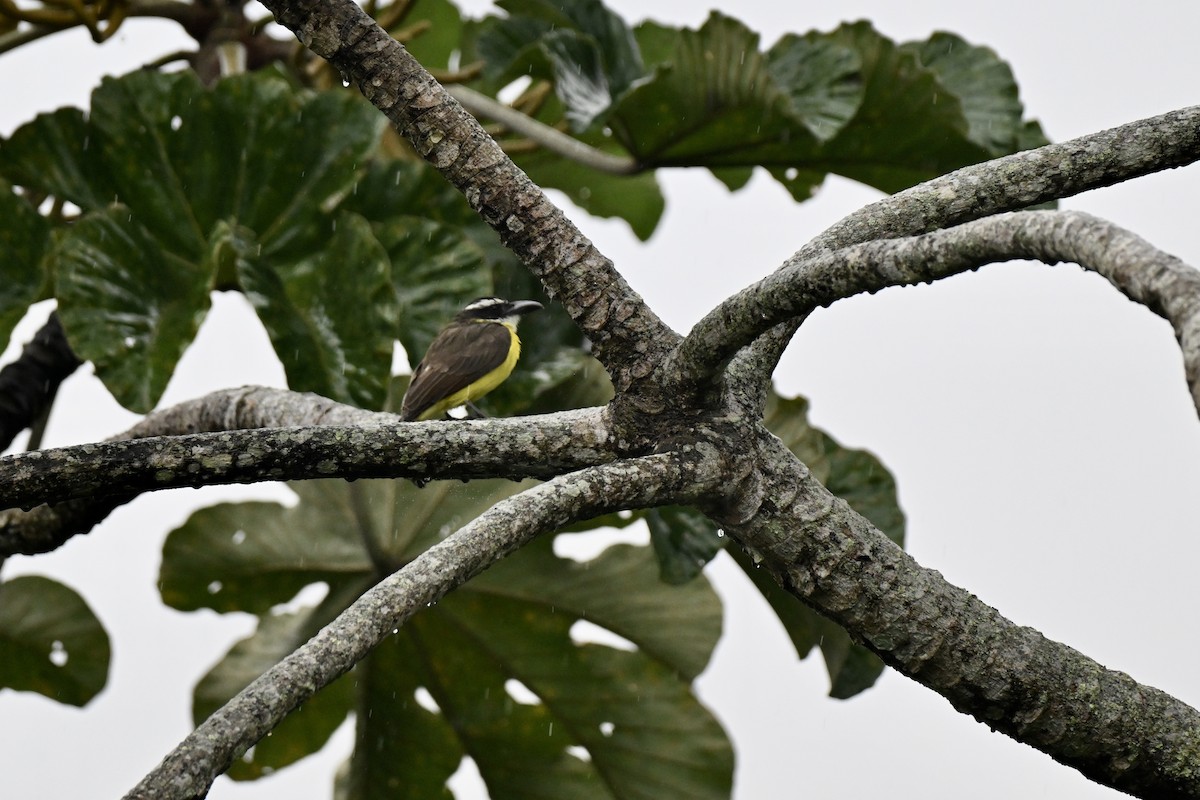 Boat-billed Flycatcher (South American) - ML638286149