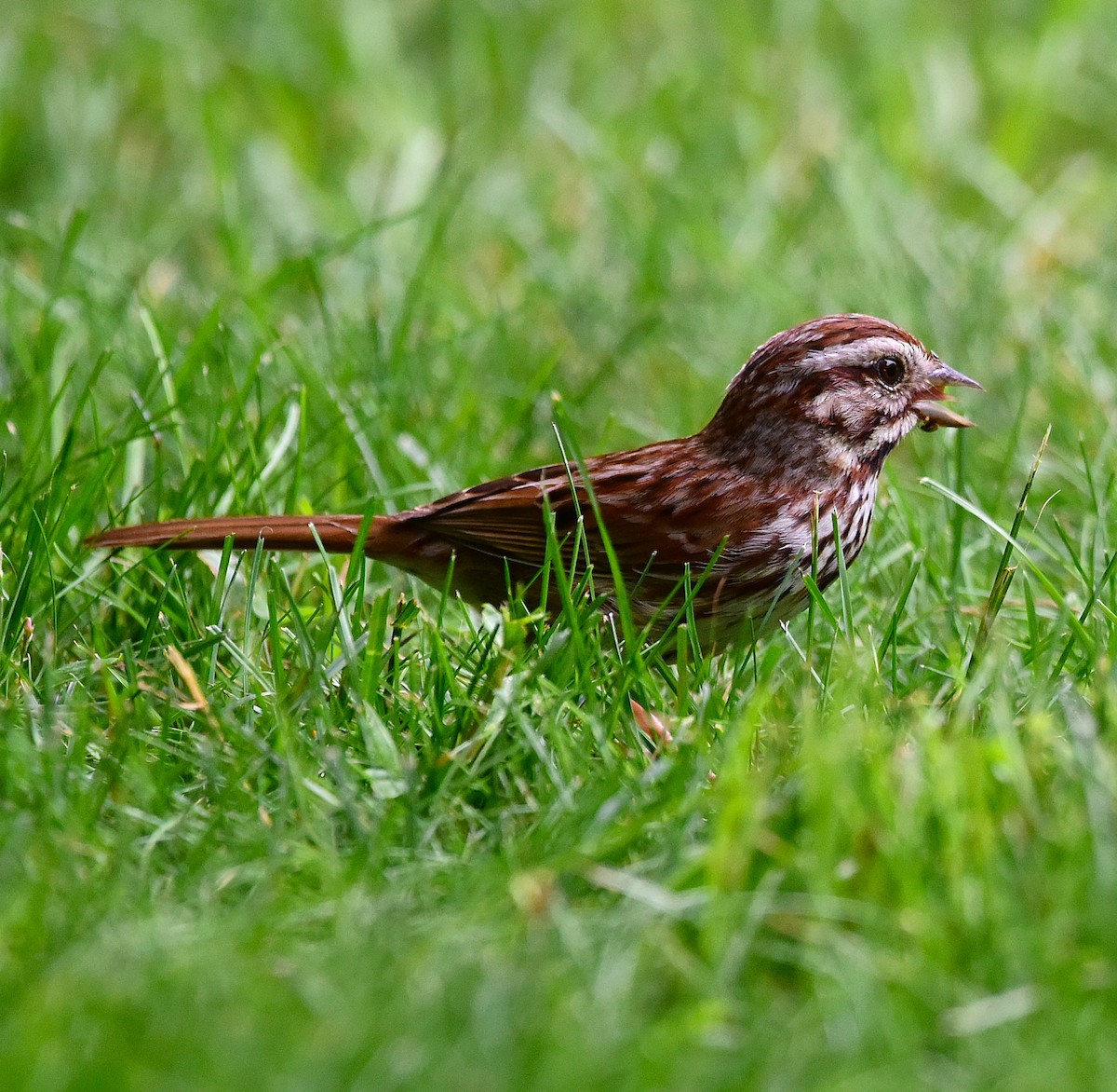 Song Sparrow - ML638286150
