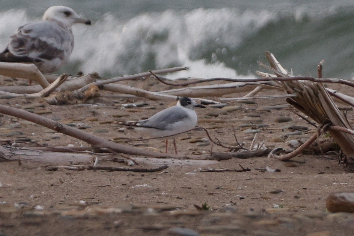 gull sp. - ML638286151