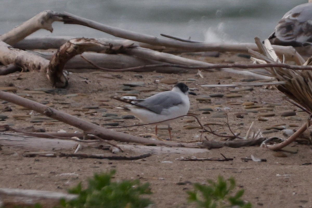 gull sp. - ML638286152