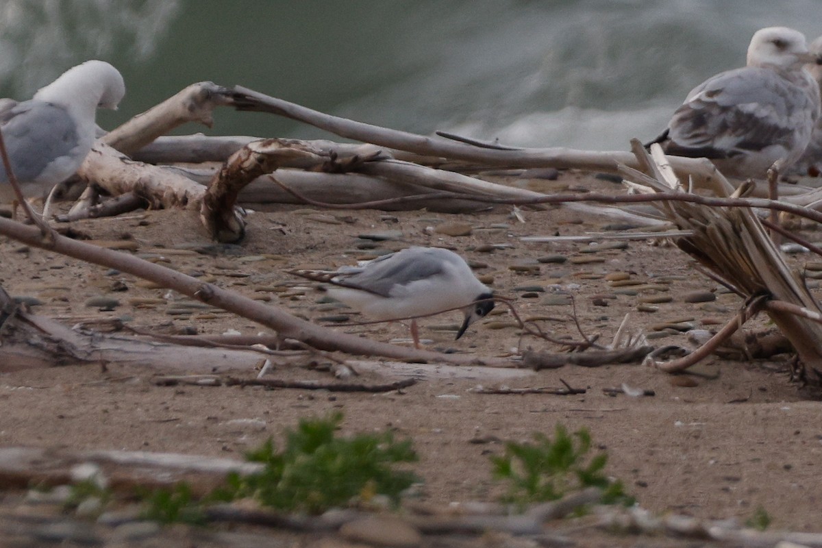 gull sp. - ML638286153