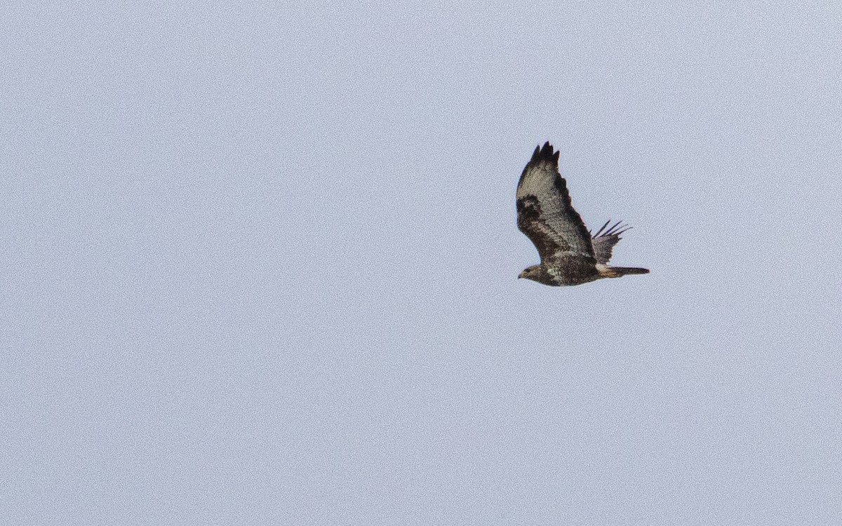 Common Buzzard - ML638286154