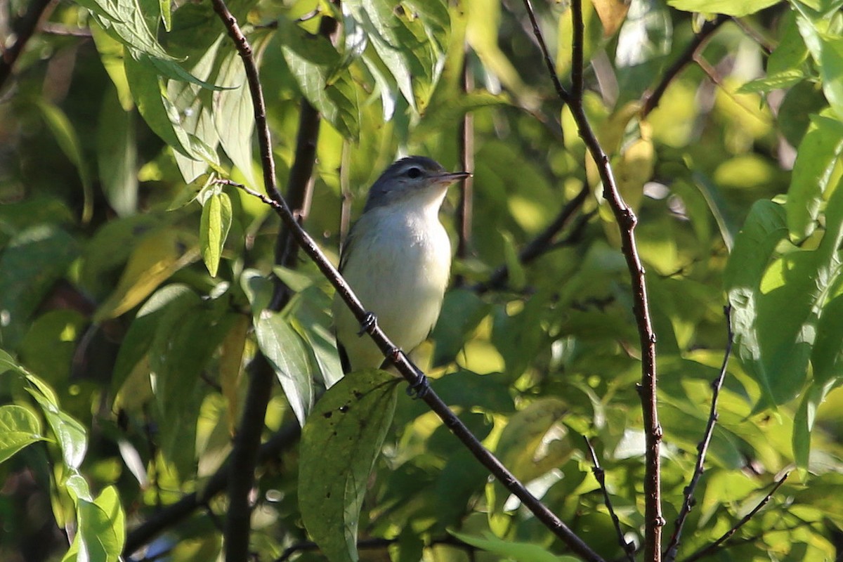 Warbling Vireo - ML638286158