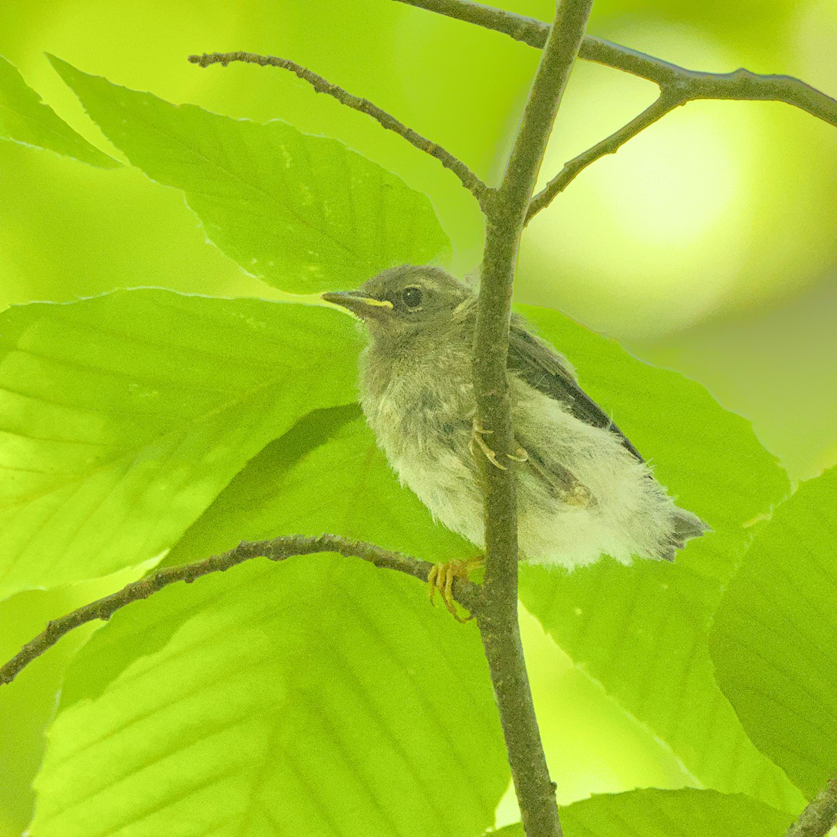 Black-throated Blue Warbler - ML638286160