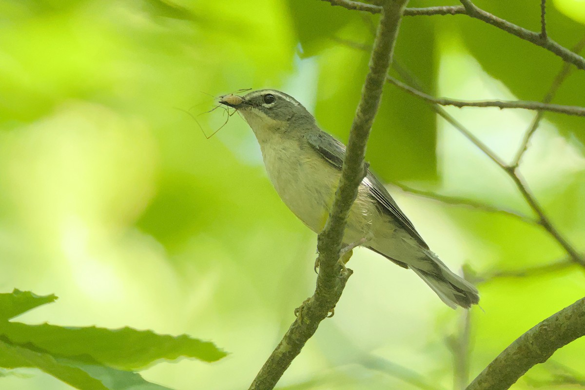 Black-throated Blue Warbler - ML638286162