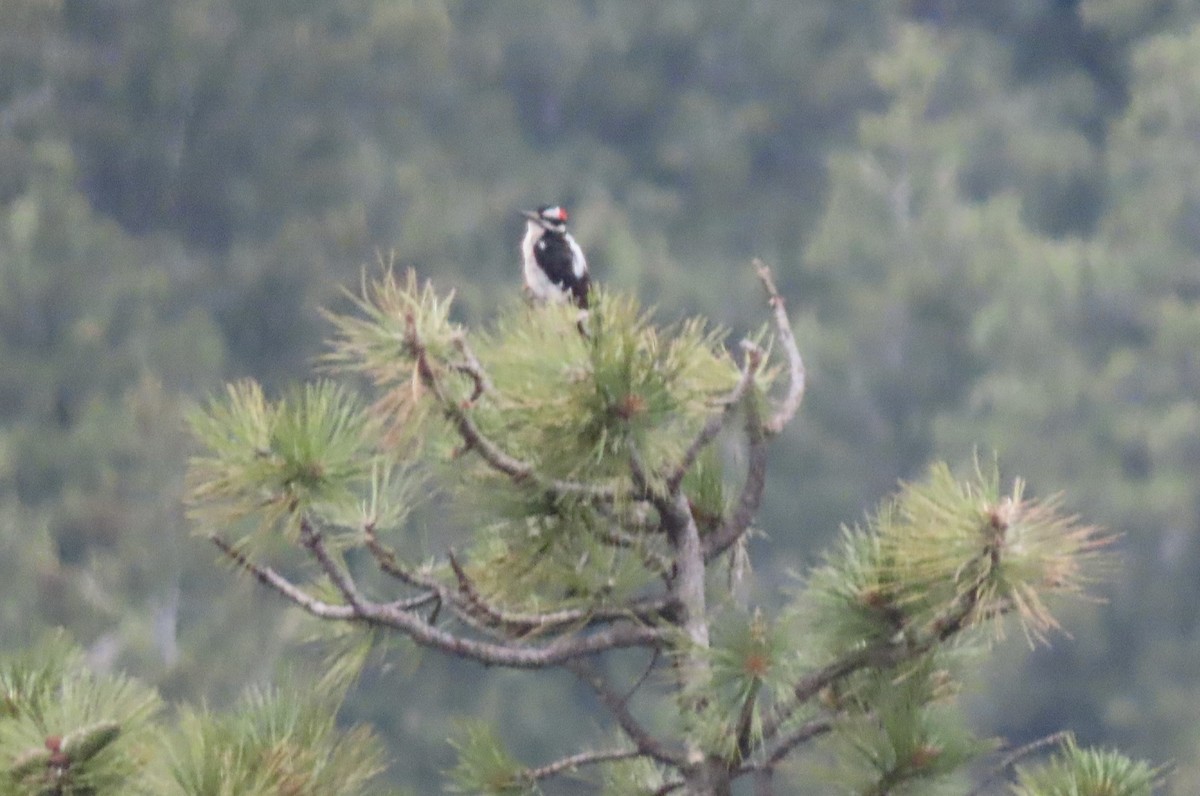 Hairy Woodpecker - ML638286163