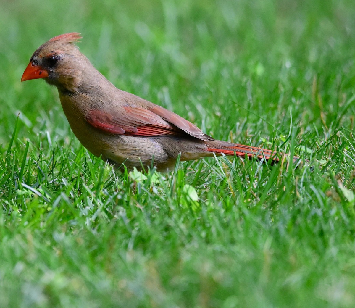 Cardinal rouge - ML638286164