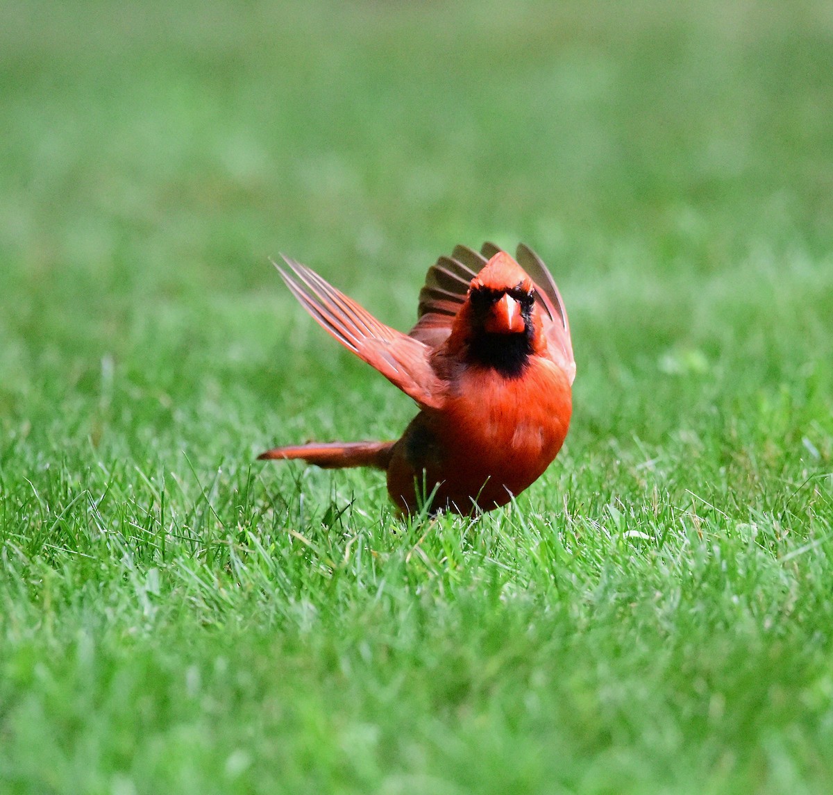 Cardinal rouge - ML638286165