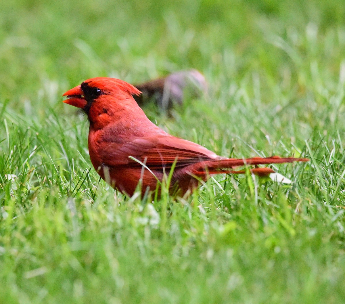 Cardinal rouge - ML638286166