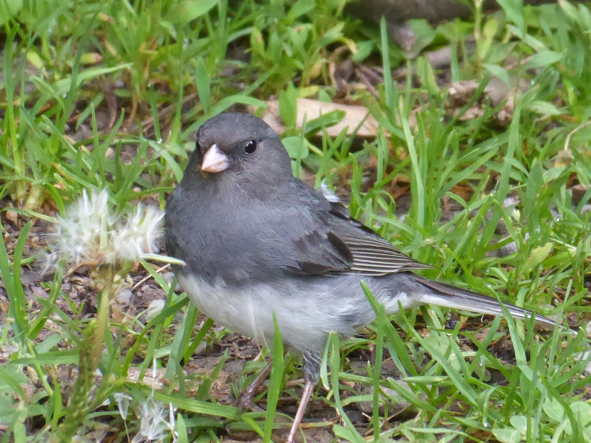 Dark-eyed Junco - ML638286173