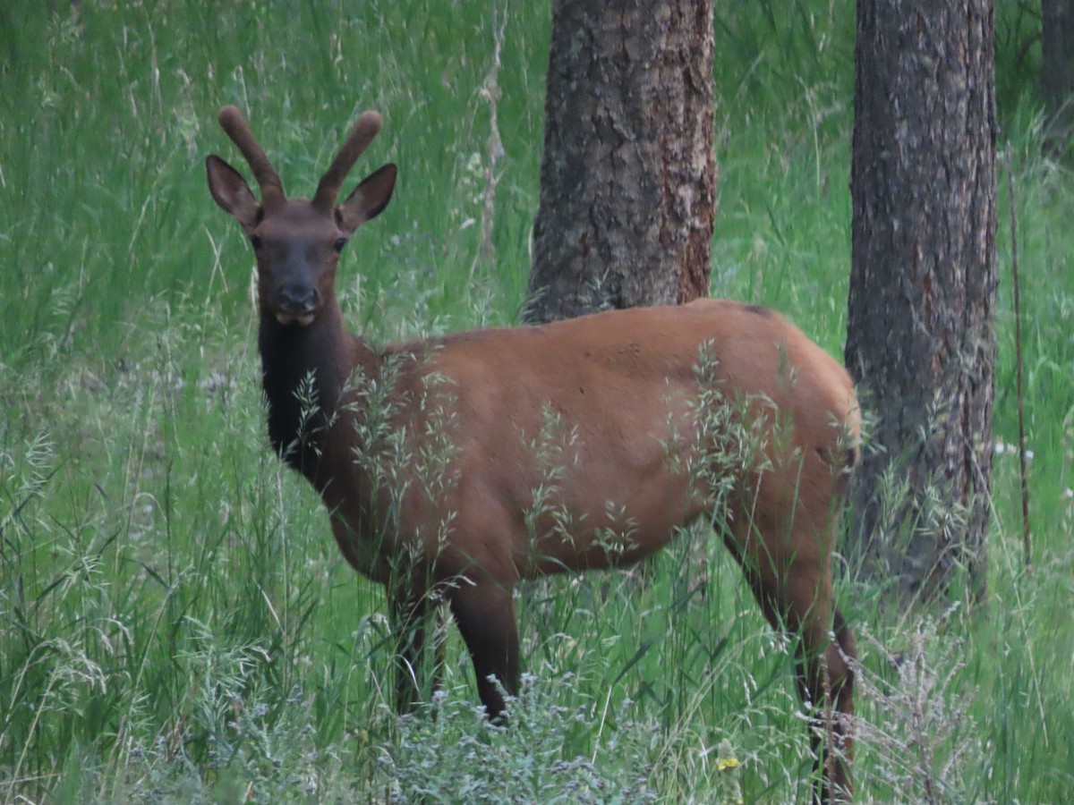 Animals - ML638286179