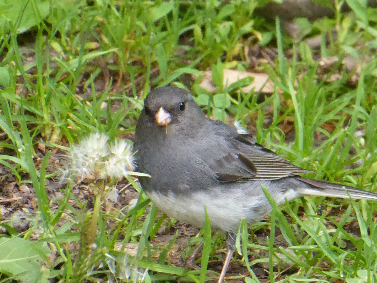 Dark-eyed Junco - ML638286180