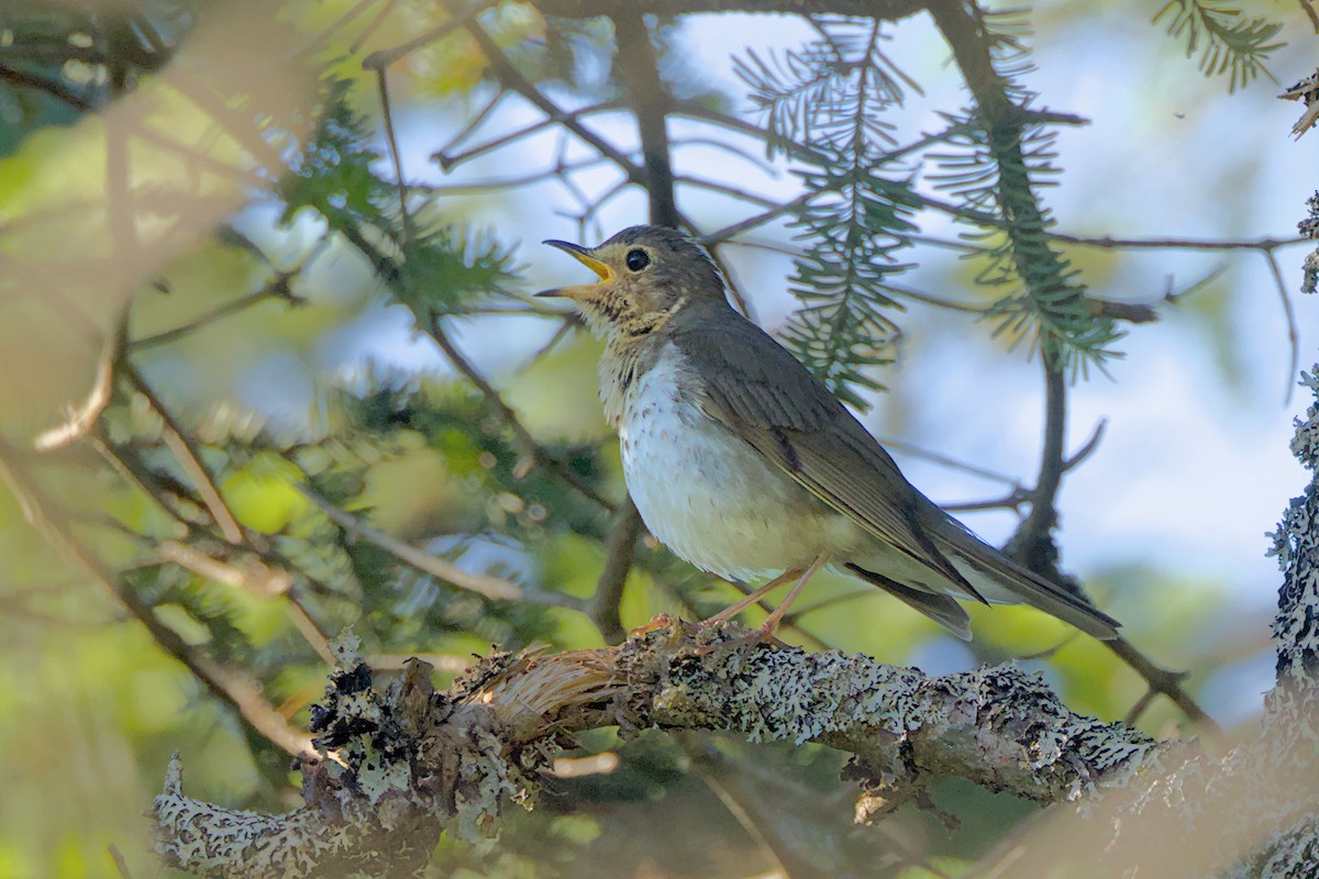 Swainson's Thrush - ML638286181