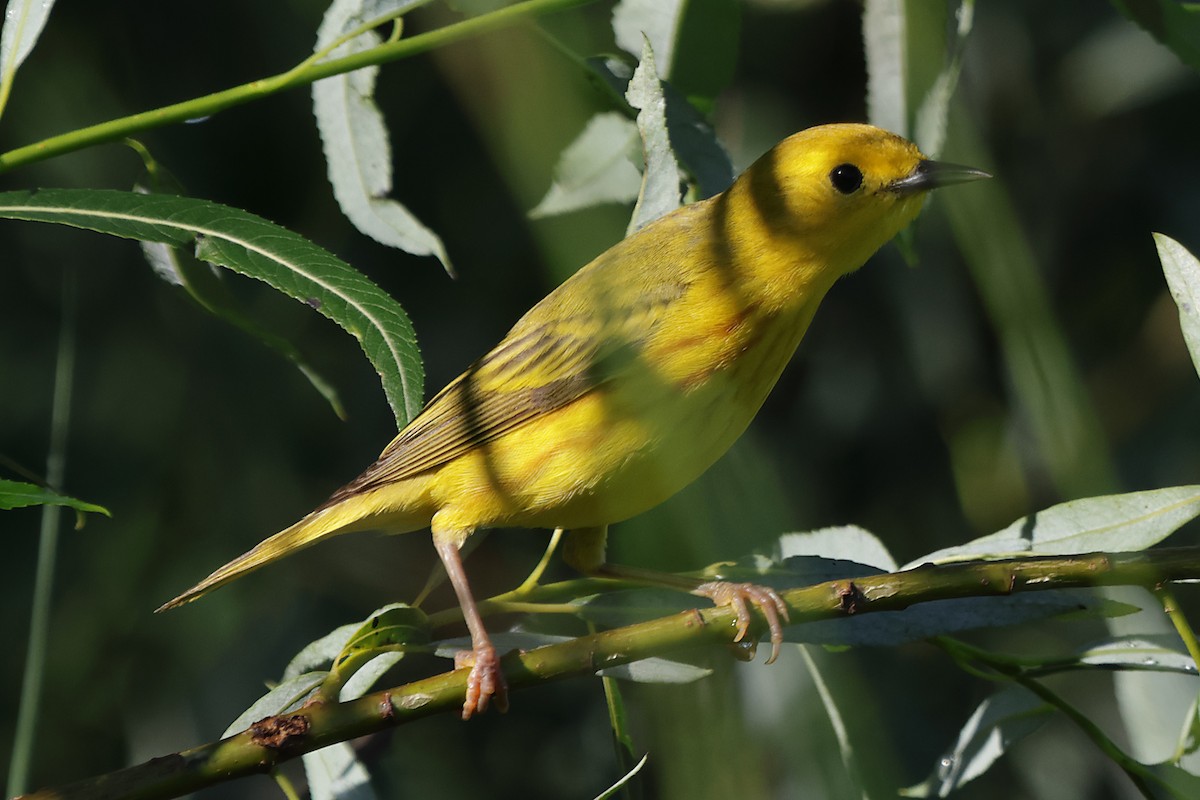 Yellow Warbler - ML638286182