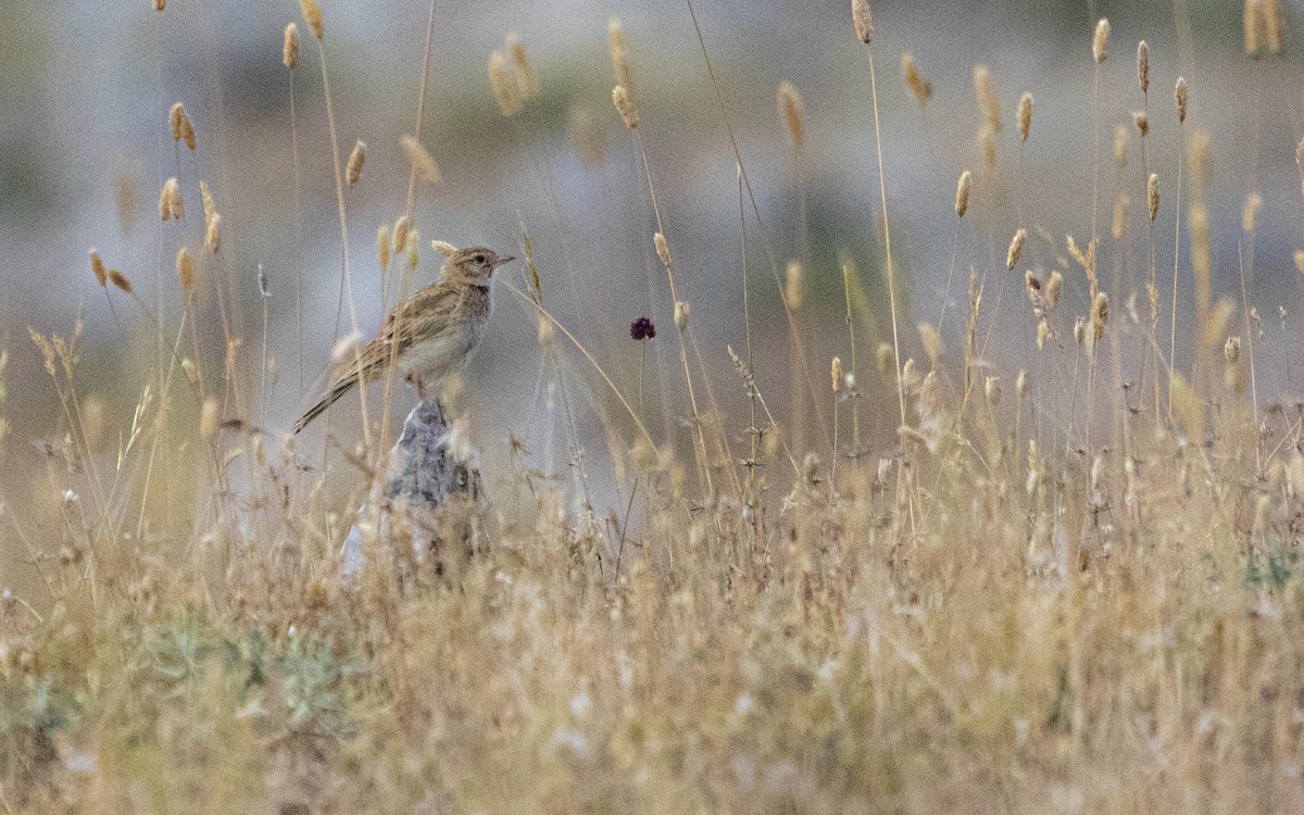 Greater Short-toed Lark - ML638286184