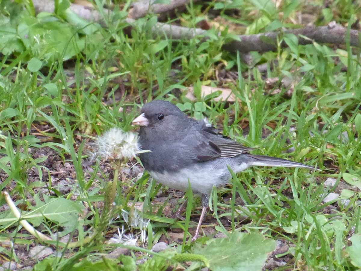 Dark-eyed Junco - ML638286186