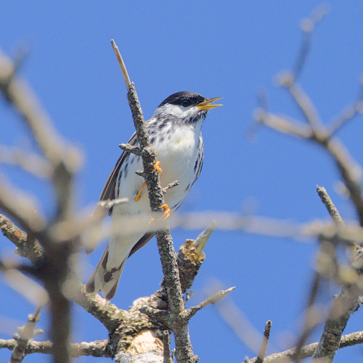 Blackpoll Warbler - ML638286188