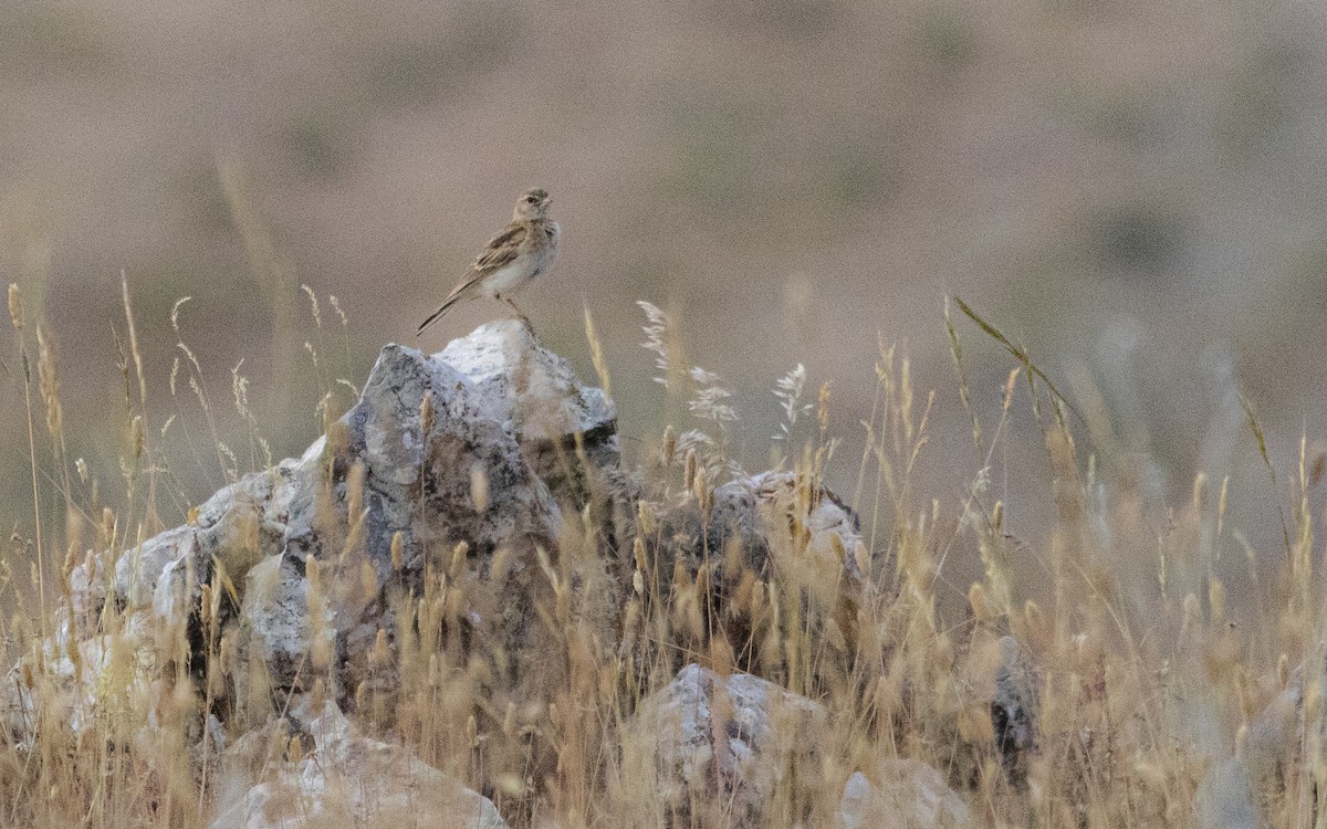 Greater Short-toed Lark - ML638286190