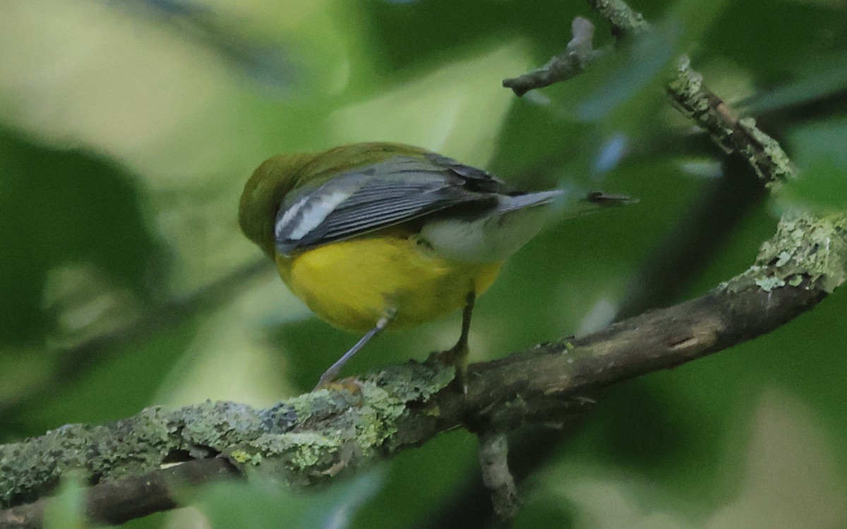 Blue-winged Warbler - ML638286191