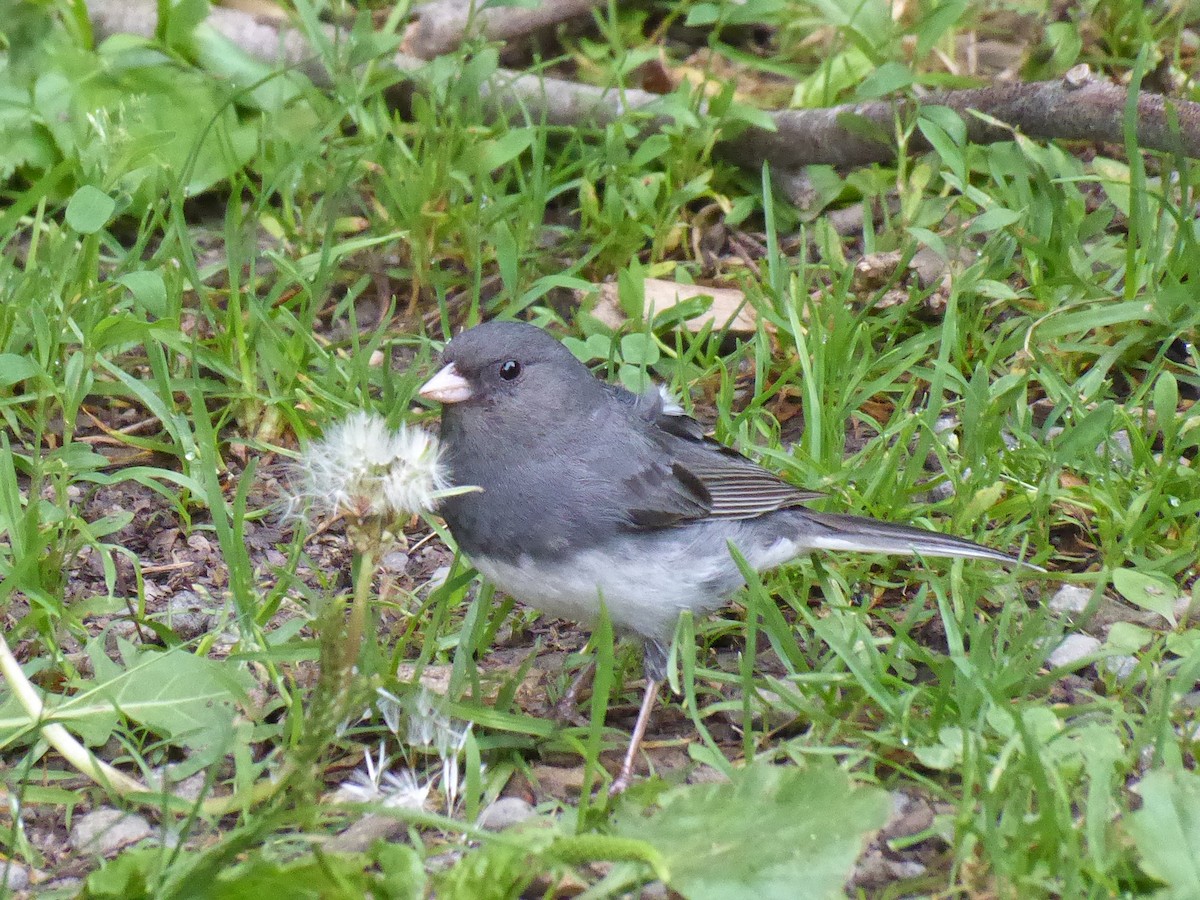 Dark-eyed Junco - ML638286192