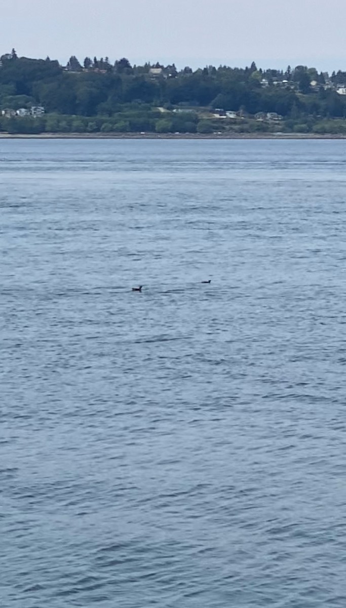 Marbled Murrelet - ML638286196