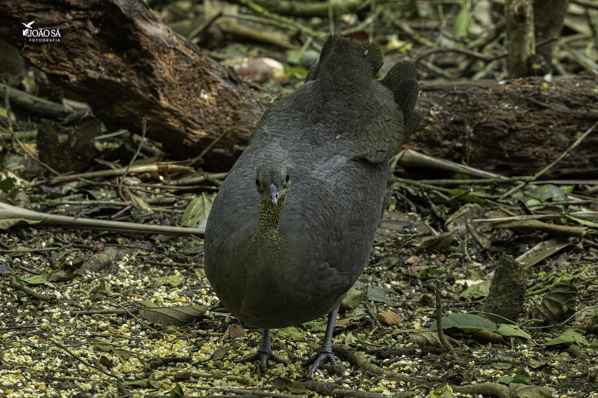 Solitary Tinamou - ML638286197