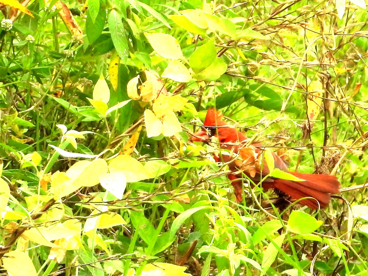 Cardinal rouge - ML638286199