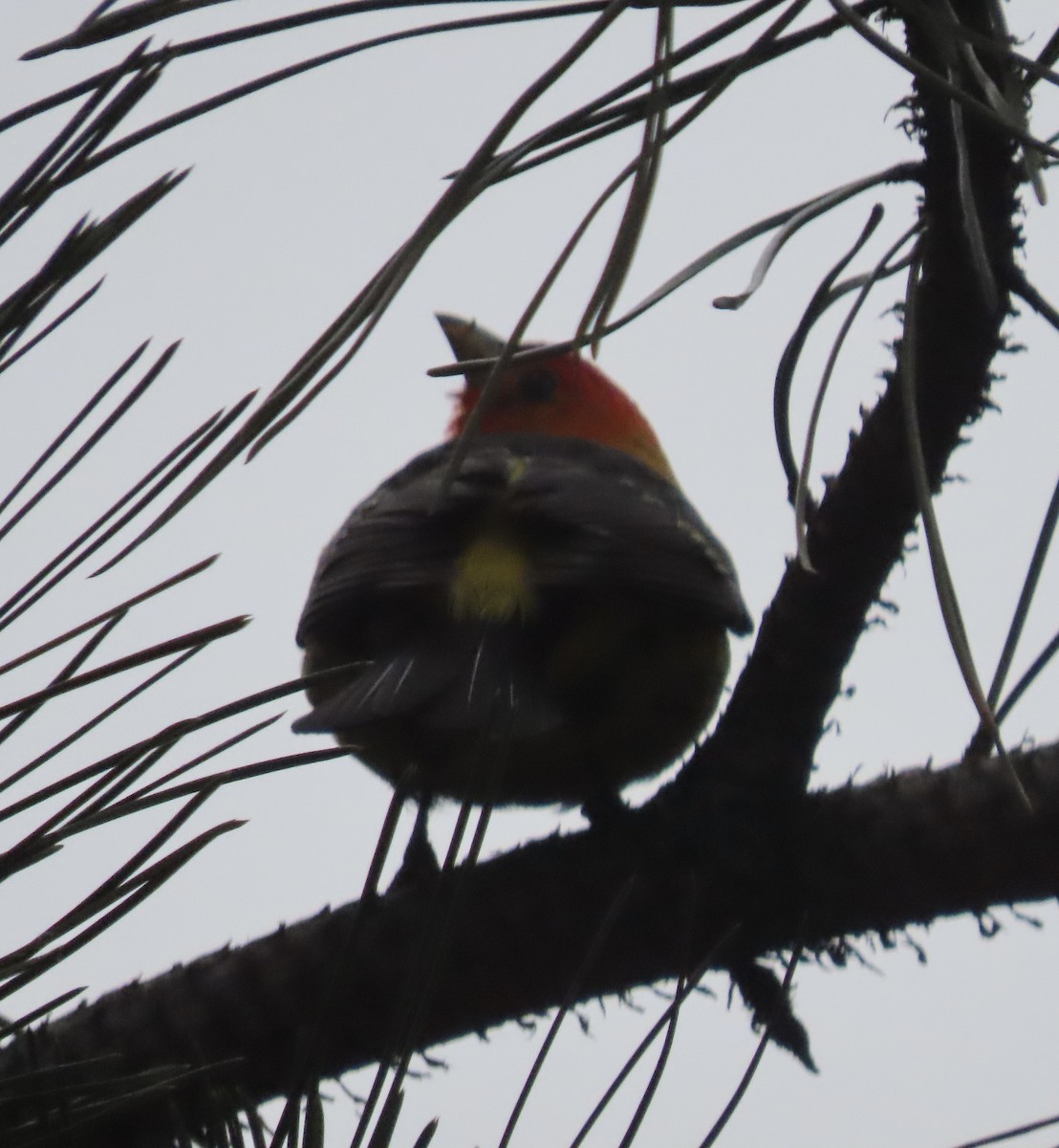 Western Tanager - ML638286202